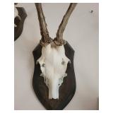 Five Roe Deer Trophy Black Forest Antler Mounts