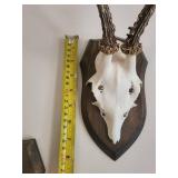 Five Roe Deer Trophy Black Forest Antler Mounts