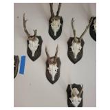 Five Roe Deer Trophy Black Forest Antler Mounts