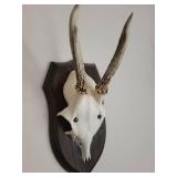 Five Roe Deer Trophy Black Forest Antler Mounts