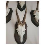 Five Roe Deer Trophy Black Forest Antler Mounts