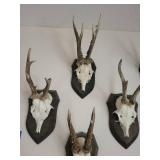 Five Roe Deer Trophy Black Forest Antler Mounts