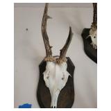 Five Roe Deer Trophy Black Forest Antler Mounts