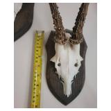 Five Roe Deer Trophy Black Forest Antler Mounts