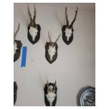 Five Roe Deer Trophy Black Forest Antler Mounts