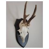 Five Roe Deer Trophy Black Forest Antler Mounts