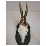 Five Roe Deer Trophy Black Forest Antler Mounts