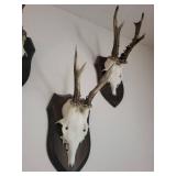 Five Roe Deer Trophy Black Forest Antler Mounts