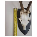 Five Roe Deer Trophy Black Forest Antler Mounts