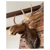 Vintage Taxidermy Moose Shoulder Mount Large Antlers Wall Decor