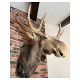 Vintage Taxidermy Moose Shoulder Mount Large Antlers Wall Decor