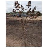 Quick Fire hydrangea  - about 5 ft Tall In nursery Pot