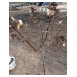 Quick Fire hydrangea  - about 5 ft Tall In nursery Pot