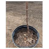 Quick Fire hydrangea  - about 5 ft Tall In nursery Pot
