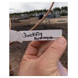 Quick Fire hydrangea  - about 5 ft Tall In nursery Pot