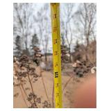Quick Fire hydrangea  - about 5 ft Tall In nursery Pot