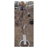 Limelight Panicle Hydrangea