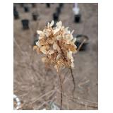 Limelight Panicle Hydrangea