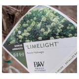 Limelight Panicle Hydrangea