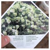 Limelight Panicle Hydrangea