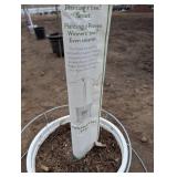 Limelight Panicle Hydrangea