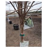 Limelight Panicle Hydrangea