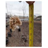 Limelight Panicle Hydrangea