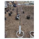 Limelight Panicle Hydrangea - Proven Winners - about 6-7 ft tall in pot