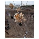 Limelight Panicle Hydrangea - Proven Winners - about 6-7 ft tall in pot