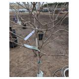 Limelight Panicle Hydrangea - Proven Winners - about 6-7 ft tall in pot