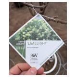 Limelight Panicle Hydrangea - Proven Winners - about 6-7 ft tall in pot