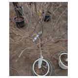 Limelight Panicle Hydrangea - Proven Winners - about 6-7 ft tall in pot