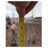 Limelight Panicle Hydrangea - Proven Winners - about 6-7 ft tall in pot