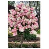 Vanilla Strawberry Panicle Hydrangea Tree (quantity 1)
