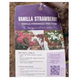 Vanilla Strawberry Panicle Hydrangea Tree (quantity 1)