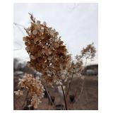 Vanilla Strawberry Panicle Hydrangea Tree (quantity 1)