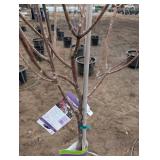 Vanilla Strawberry Panicle Hydrangea Tree (quantity 1)