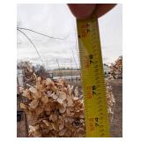 Vanilla Strawberry Panicle Hydrangea Tree (quantity 1)