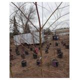Willow Tree (qty 1) - Dormant, Container-Grown Live