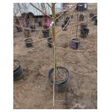 Willow Tree (qty 1) - Dormant, Container-Grown Live