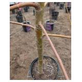 Willow Tree (qty 1) - Dormant, Container-Grown Live