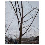 Willow Tree (qty 1) - Dormant, Container-Grown Live