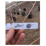 Willow Tree (qty 1) - Dormant, Container-Grown Live