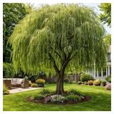 Willow Tree - Potted Willow in Nursery Pot