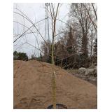 Willow Tree - Potted Willow in Nursery Pot