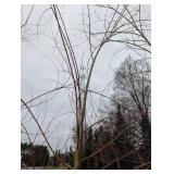 Willow Tree - Potted Willow in Nursery Pot
