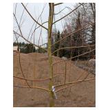 Willow Tree - Potted Willow in Nursery Pot