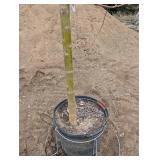 Willow Tree - Potted Willow in Nursery Pot