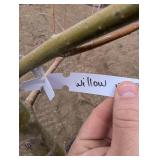 Willow Tree - Potted Willow in Nursery Pot