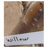 Willow Tree
